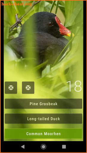 Bird Quiz: Aves Europe screenshot