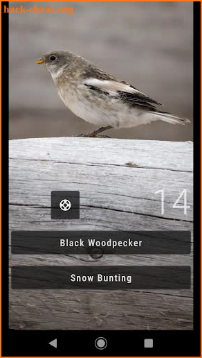 Bird Quiz: Aves Europe screenshot