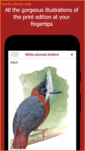 Birds of Peru screenshot