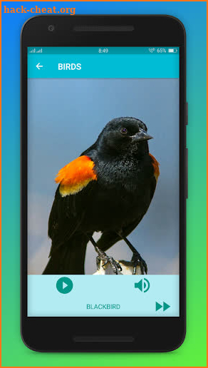 Birds sounds and pictures screenshot