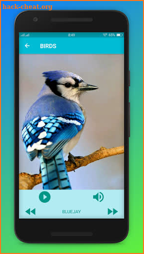 Birds sounds and pictures screenshot
