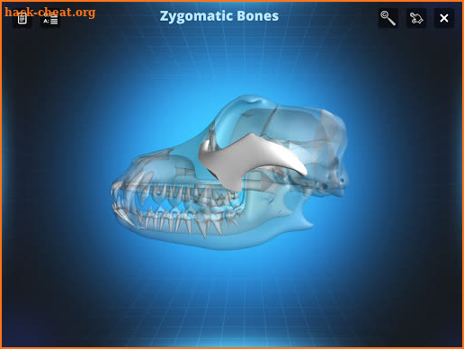 Bone Viewer - Dog Skull screenshot