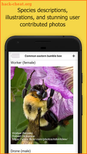 Bumble Bee Watch screenshot