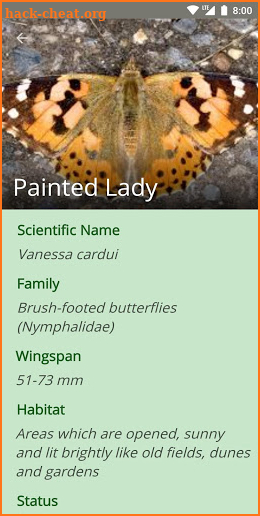 Butterflies: Identification, Information Lookup screenshot