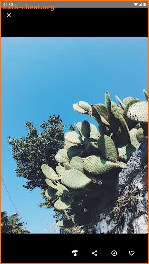 Cactus Wallpaper screenshot