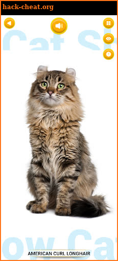 Cat Show 360x screenshot