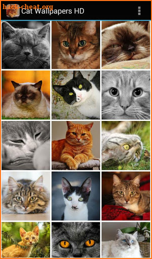 Cat Wallpapers HD screenshot