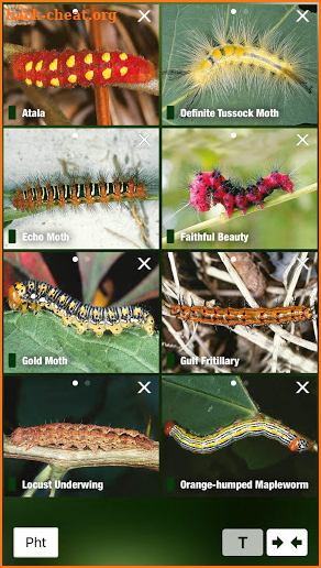 Caterpillar Id USA East Coast screenshot