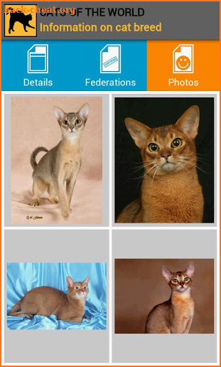 Cats of the world (Premium) screenshot