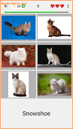 Cats Quiz - Guess Photos of All Popular Cat Breeds screenshot