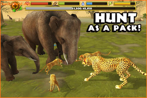 Cheetah Simulator screenshot
