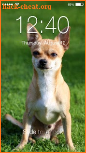 Chihuahua Screen Lock screenshot