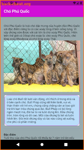 Chó Phú Quốc screenshot