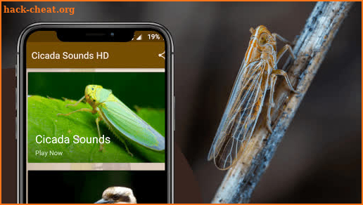 Cicada Sounds screenshot