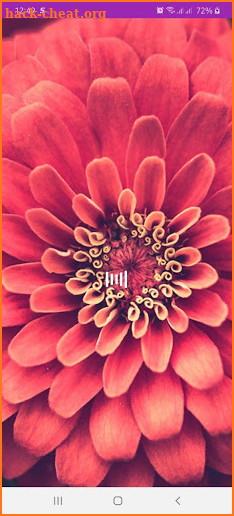 Colorful HD Flowers Wallpapers screenshot