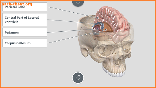Complete Anatomy for Android screenshot