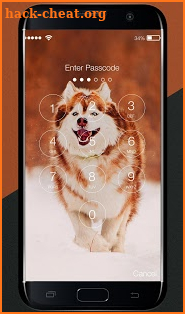Cool Siberian Husky Cute Dogs Malamut Wallpapers screenshot