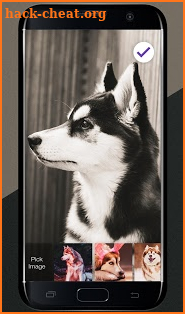 Cool Siberian Husky Cute Dogs Malamut Wallpapers screenshot