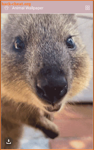 Cute Australian Animals screenshot