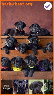 Cute Black Labrador Puppies Screen Lock screenshot