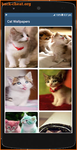 Cute Cat HD Wallpapers screenshot