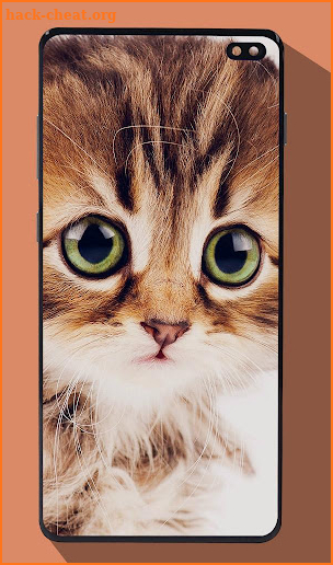 Cute Cat Wallpapers screenshot