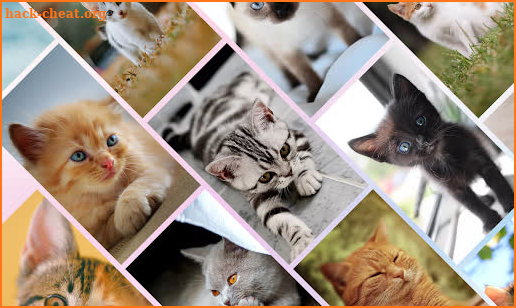 Cute Cat Wallpapers 4K -Free Kitten HD Backgrounds screenshot