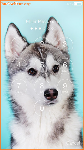 Cute Chihuahua Pomerian Husky Dog Screen Lock screenshot
