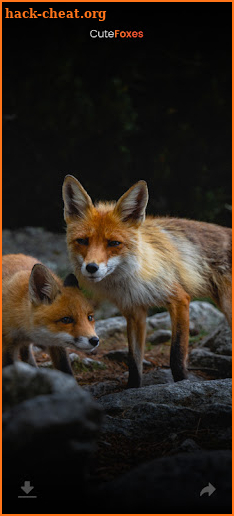 Cute Foxes screenshot