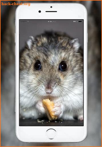 Cute Hamster Wallpaper screenshot