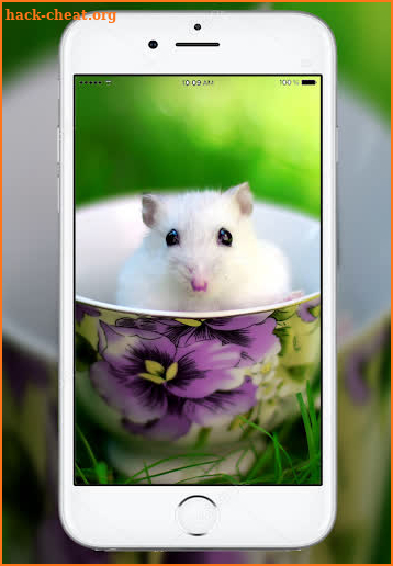Cute Hamster Wallpaper screenshot