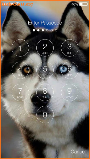 Cute Hasky Puppies Husky Dog Screen Lock screenshot