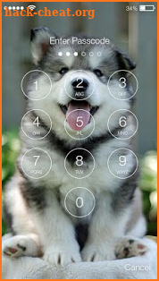 Cute Hasky Puppies Screen Lock screenshot