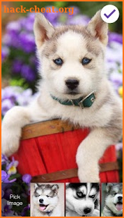 Cute Hasky Puppies Screen Lock screenshot