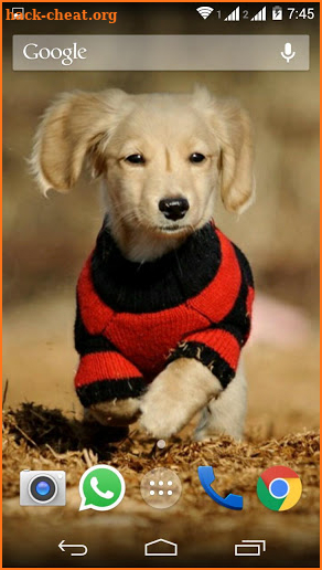 Cute Little Puppies Wallpapers screenshot