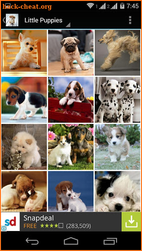 Cute Little Puppies Wallpapers screenshot