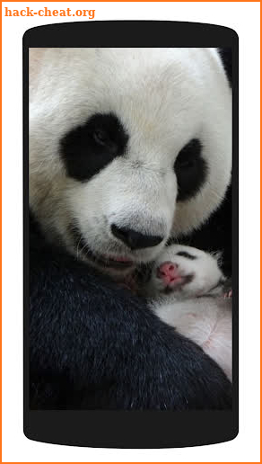 Cute Panda Wallpaper 4K screenshot