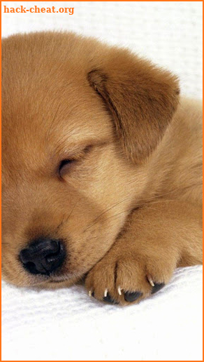 Cute Puppy Wallpaper screenshot