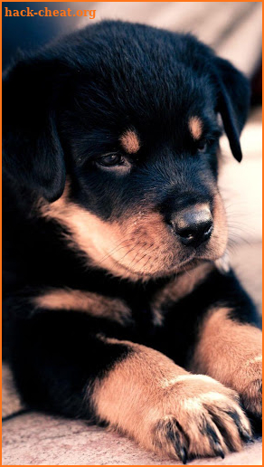 Cute Puppy Wallpaper screenshot