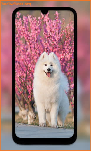 Cute Puppy Wallpapers HD screenshot