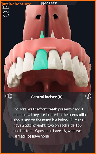 Dental  Anatomy screenshot