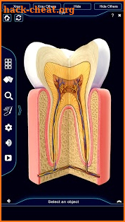 Dental Anatomy Pro. screenshot