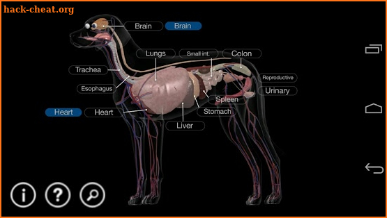 Dog Anatomy: Canine 3D screenshot