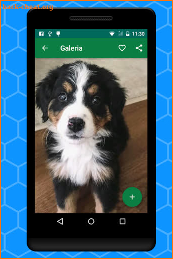 Dog & Puppy  - Cute HD Wallpapers Free screenshot