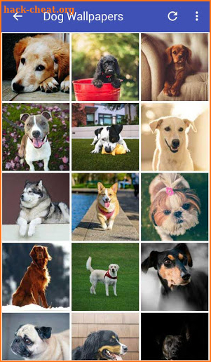 Dog Wallpapers HD screenshot
