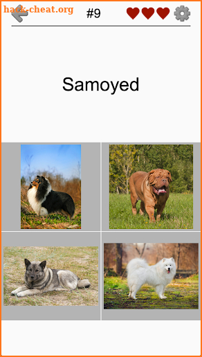 Dogs Quiz - Guess Popular Dog Breeds on the Photos screenshot