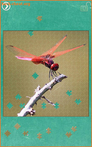 Dragonfly Jigsaw Puzzles screenshot