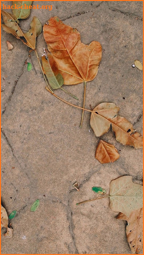 dry leaves wallpaper screenshot
