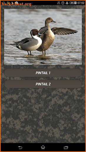 Duck hunting calls:  Waterfowl hunting sounds. HIT screenshot