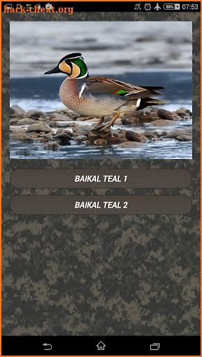 Duck hunting calls:  Waterfowl hunting sounds. HIT screenshot
